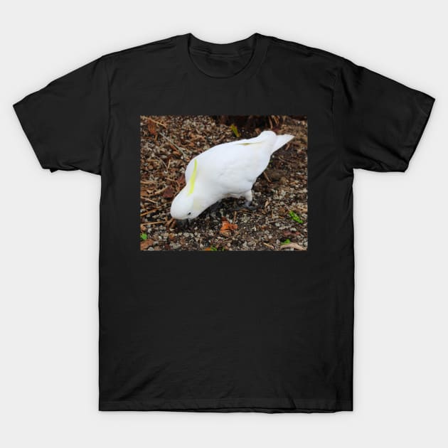 Cockatoo Feeds! T-Shirt by Mickangelhere1